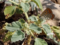 Lycaena thersamon