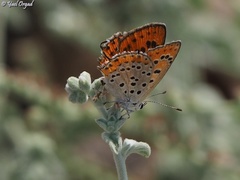 Lycaena thersamon