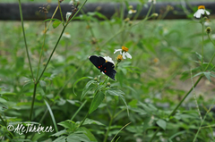 Melanis acroleuca acroleuca