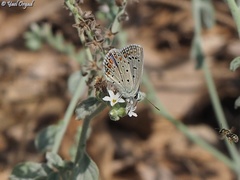 Polyommatus icarus