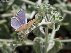Polyommatus icarus