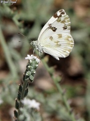 Pontia daplidice