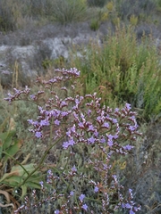 Limonium narbonense