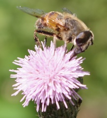Eristalis tenax