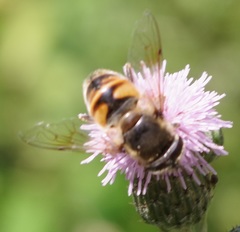 Eristalis tenax