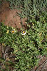 Osteospermum scariosum
