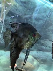 Pterophyllum scalare