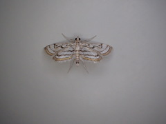 Parapoynx badiusalis