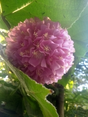 Dombeya