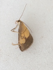 Evergestis limbata