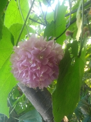 Dombeya
