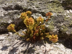 Ivesia gordonii