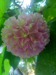 Dombeya