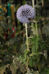 Echinops bannaticus