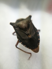 Pentatoma rufipes