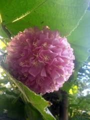 Dombeya