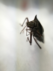 Pentatoma rufipes