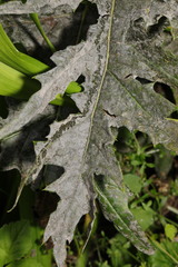 Golovinomyces echinopis