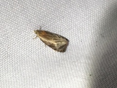 Olethreutes quadrifidum