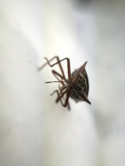 Pentatoma rufipes