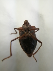 Pentatoma rufipes