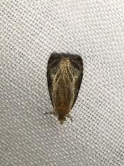 Olethreutes quadrifidum