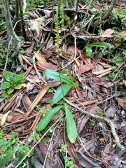 Platanthera ephemerantha