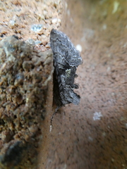 Syngrapha viridisigma