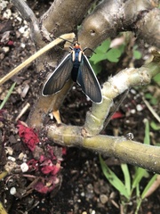 Ctenucha multifaria