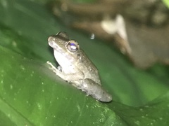 Craugastor fitzingeri