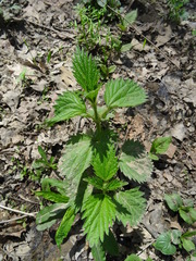 Urtica dioica dioica