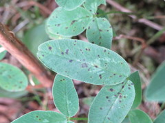 Pseudopeziza trifolii