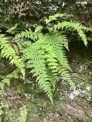 Cystopteris bulbifera