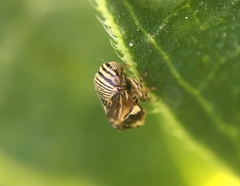 Clastoptera lineatocollis
