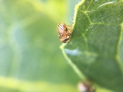 Clastoptera lineatocollis