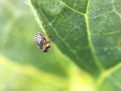 Clastoptera lineatocollis
