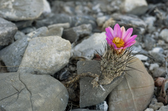 Rapicactus subterraneus