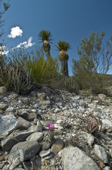 Rapicactus subterraneus
