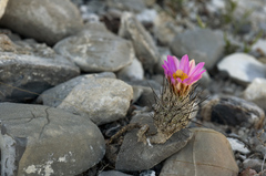 Rapicactus subterraneus