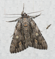 Catocala coccinata