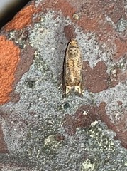 Epiblema abruptana