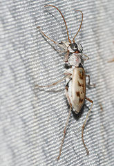 Ellipsoptera lepida
