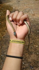 Thamnophis cyrtopsis collaris