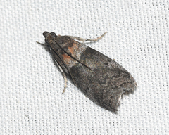 Sciota subfuscella