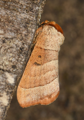 Datana drexelii