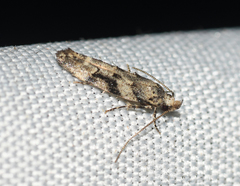 Coleotechnites atrupictella