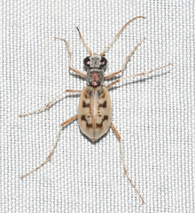 Ellipsoptera lepida