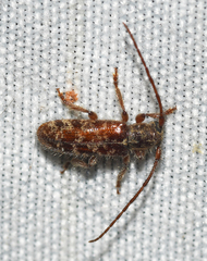 Eupogonius tomentosus