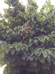 Pterygota alata