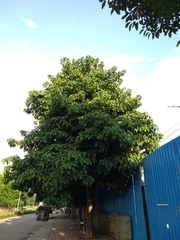 Pterygota alata